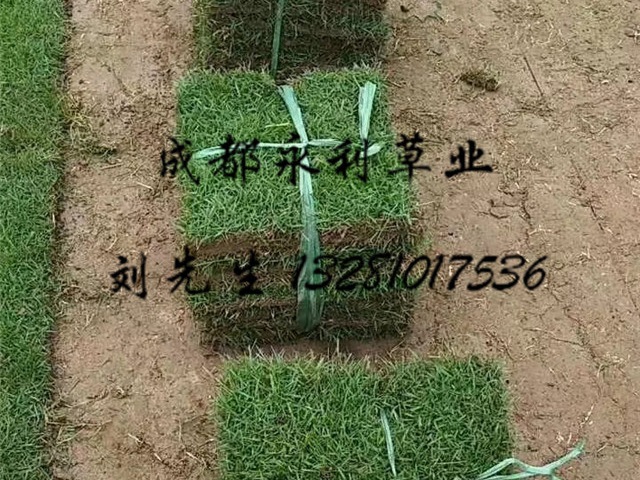 台湾二号草皮